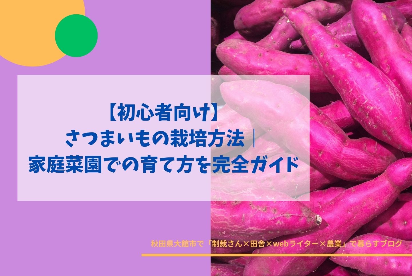 【初心者向け】さつまいもの栽培方法｜家庭菜園での植え方・育て方・収穫まで完全ガイド
