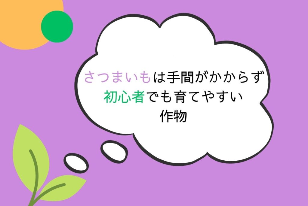 【初心者向け】さつまいもの栽培方法｜家庭菜園での植え方・育て方・収穫まで完全ガイド