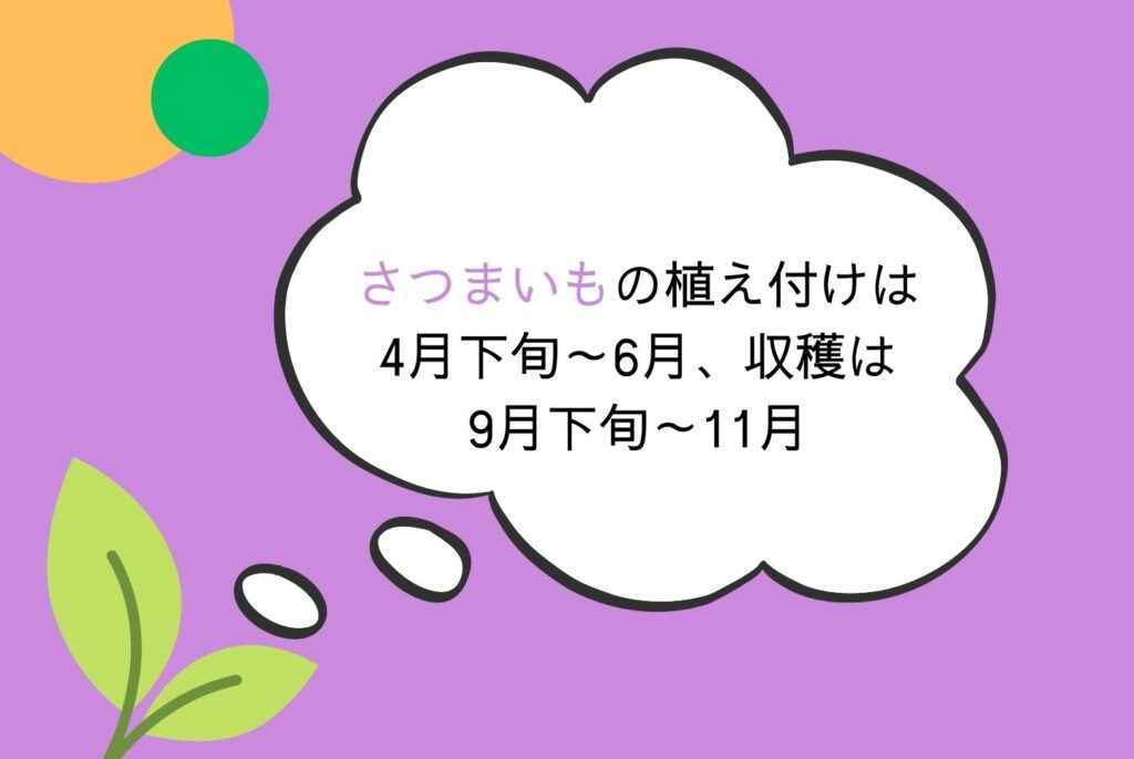 【初心者向け】さつまいもの栽培方法｜家庭菜園での植え方・育て方・収穫まで完全ガイド