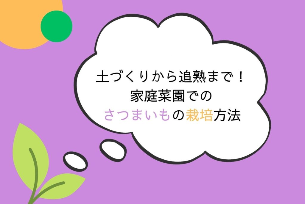 【初心者向け】さつまいもの栽培方法｜家庭菜園での植え方・育て方・収穫まで完全ガイド