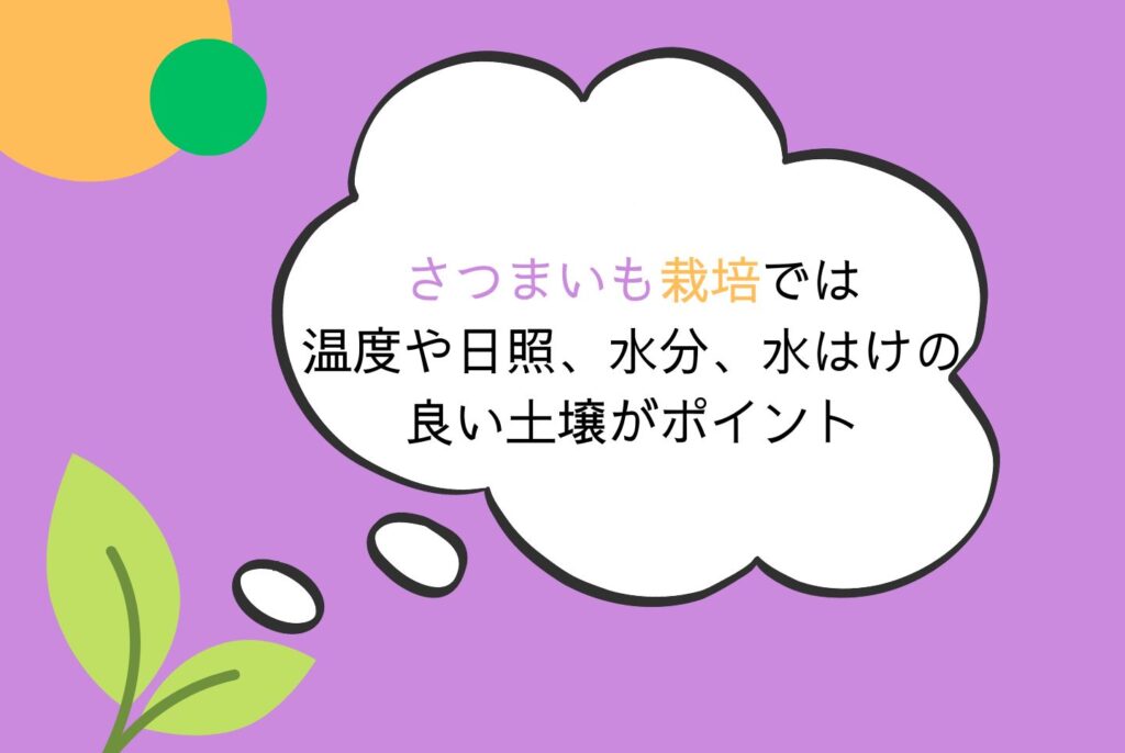 【初心者向け】さつまいもの栽培方法｜家庭菜園での植え方・育て方・収穫まで完全ガイド