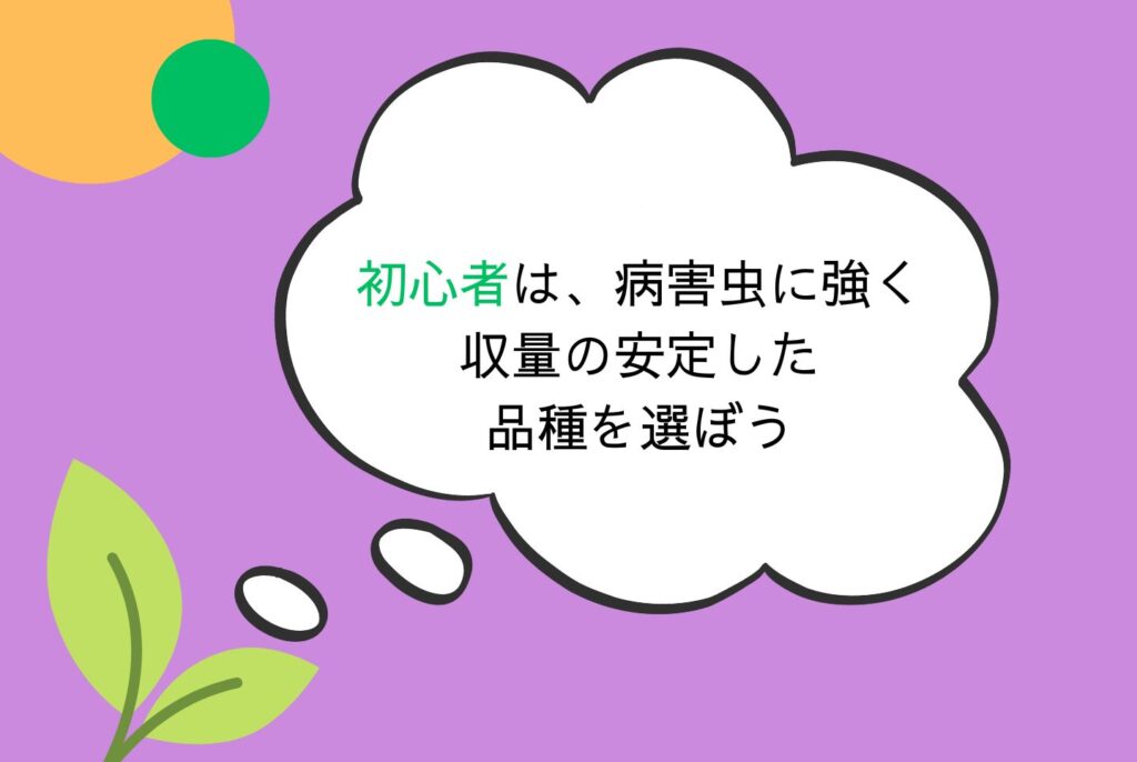 【初心者向け】さつまいもの栽培方法｜家庭菜園での植え方・育て方・収穫まで完全ガイド