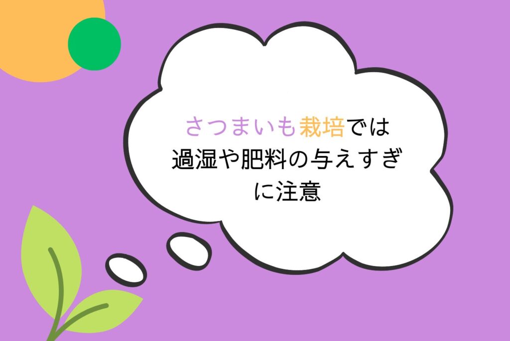【初心者向け】さつまいもの栽培方法｜家庭菜園での植え方・育て方・収穫まで完全ガイド