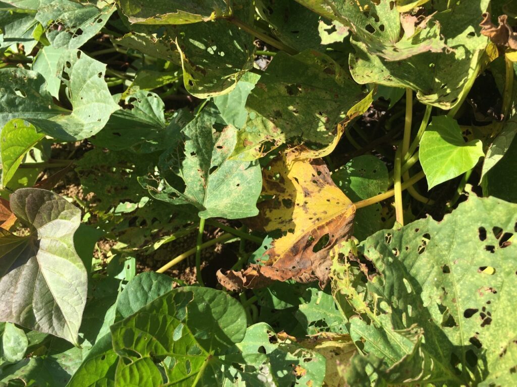 【初心者向け】さつまいもの栽培方法｜家庭菜園での植え方・育て方・収穫まで完全ガイド
