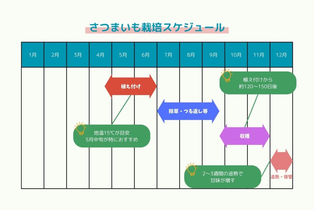 【初心者向け】さつまいもの栽培方法｜家庭菜園での植え方・育て方・収穫まで完全ガイド