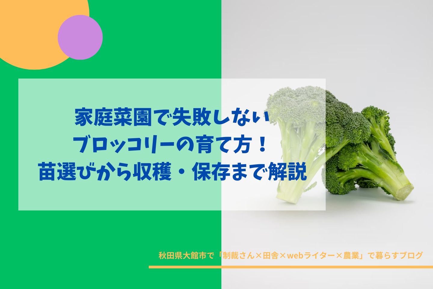 家庭菜園で失敗しないブロッコリーの育て方｜苗選び・栽培・収穫・保存方法を解説