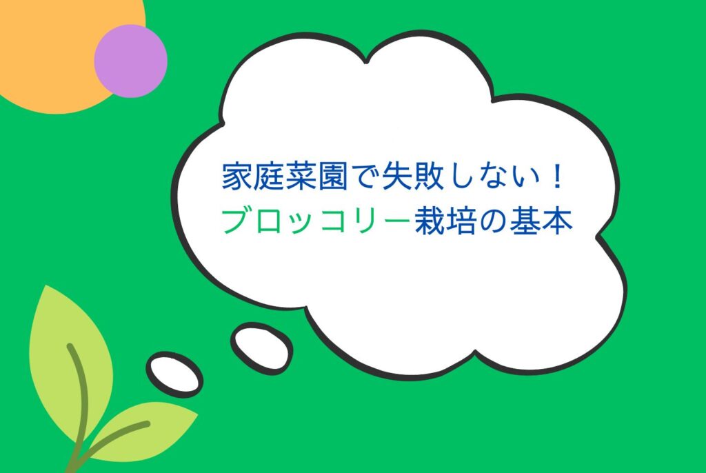 家庭菜園で失敗しないブロッコリーの育て方｜苗選び・栽培・収穫・保存方法を解説