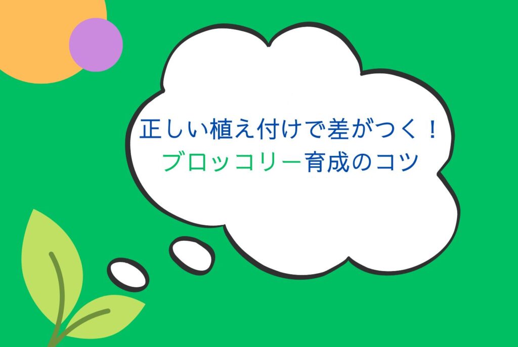 家庭菜園で失敗しないブロッコリーの育て方｜苗選び・栽培・収穫・保存方法を解説