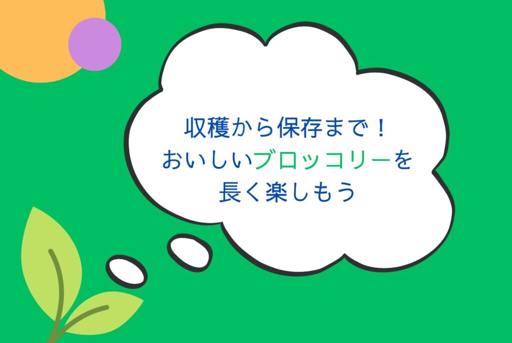 家庭菜園で失敗しないブロッコリーの育て方｜苗選び・栽培・収穫・保存方法を解説
