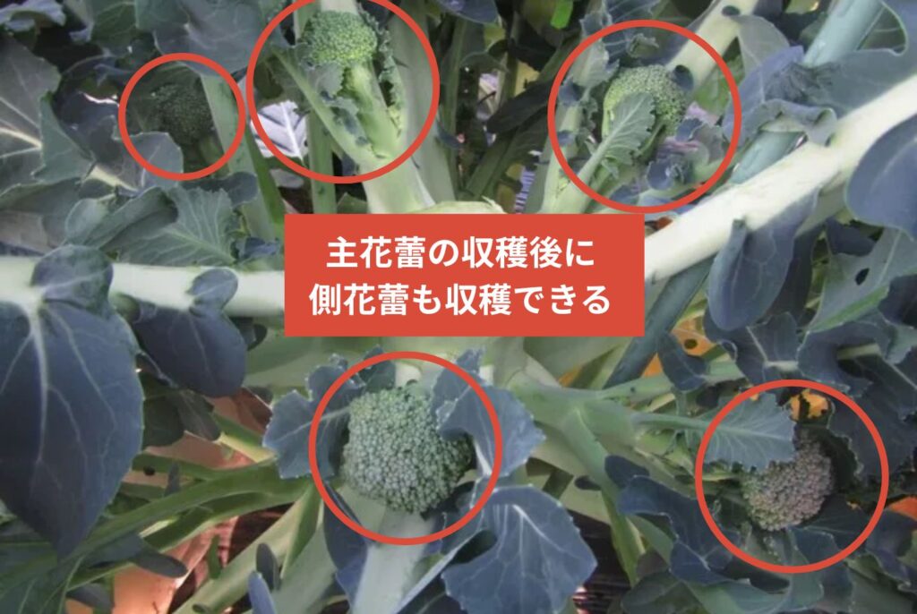 家庭菜園で失敗しないブロッコリーの育て方｜苗選び・栽培・収穫・保存方法を解説